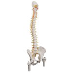 Spine Model, Flexible with Femur Heads &amp; Sacral Opening - 3B Smart Anatomy