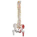 Spine Model, Flexible with Femur Heads, Painted Muscles &amp; Sacral Opening - 3B Smart Anatomy