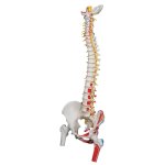 Spine Model, Flexible with Femur Heads, Painted Muscles &amp; Sacral Opening - 3B Smart Anatomy