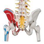 Spine Model, Flexible with Femur Heads, Painted Muscles & Sacral Opening - 3B Smart Anatomy