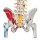 Wirbels&auml;ulen-Modell mit Becken, freil. Hirnstamm, er&ouml;f. Kreuzbein, St&uuml;mpfen &amp; Muskelbem. - 3B Smart Anatomy