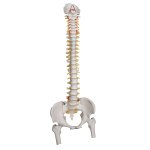 Spine Model for heavy usage, Flexible, with Femur Heads - 3B Smart Anatomy