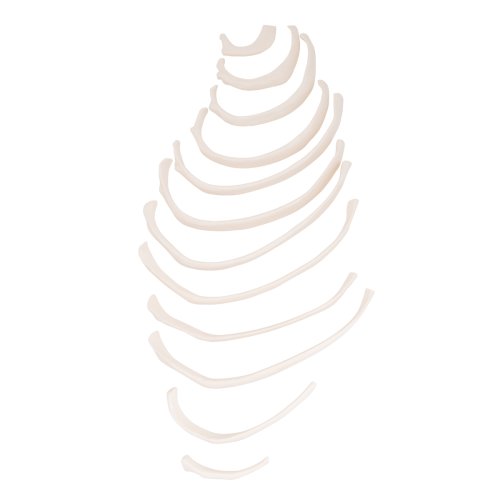 Ribs Model - 3B Smart Anatomy