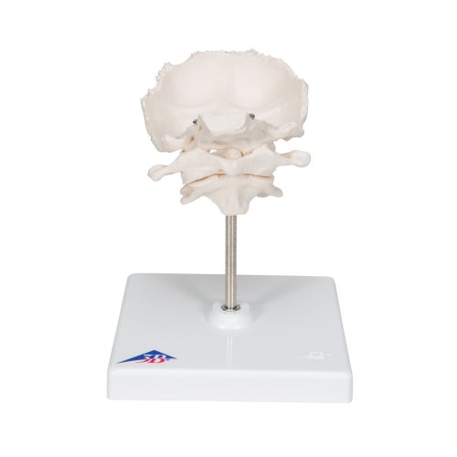 Atlas & Axis Model with Occipital Plate, on Stand - 3B Smart Anatomy