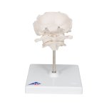 Atlas & Axis Model with Occipital Plate, on Stand -...