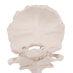 Atlas &amp; Axis Model with Occipital Plate, on Stand - 3B Smart Anatomy