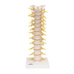 Thoracic Spine Model - 3B Smart Anatomy