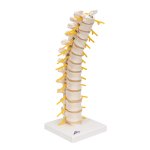 Thoracic Spine Model - 3B Smart Anatomy