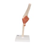 Elbow Joint Functional Model with Ligaments & Marked Cartilage - 3B Smart Anatomy