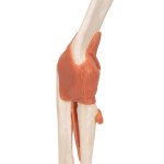 Elbow Joint Functional Model with Ligaments & Marked Cartilage - 3B Smart Anatomy