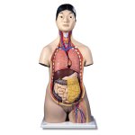 Torso Model, Dual Sex, Asian, 18 part - 3B Smart Anatomy