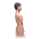 Torso Model, Dual Sex, Asian, 18 part - 3B Smart Anatomy