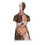 Torso Model, Dual Sex, African 24 part - 3B Smart Anatomy