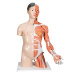 Torso Model, Dual Sex, Asian, with Muscular Arm, 33 part - 3B Smart Anatomy