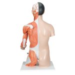 Torso Model, Dual Sex, Asian, with Muscular Arm, 33 part - 3B Smart Anatomy