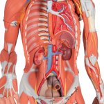 Muscle Figure, Dual Sex, 45-part - 3B Smart Anatomy