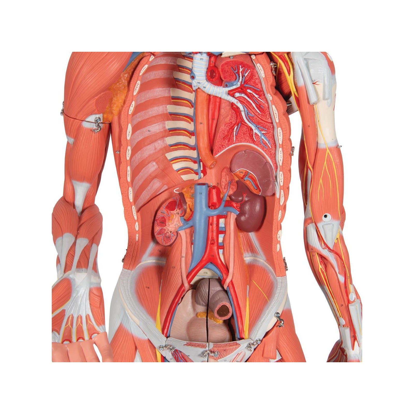 Анатомия внутренних органов женщины фото. Фигура с мышцами, двуполая, 45 частей. Анатомия человека. Пеатмоич человнка.