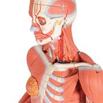 Muskelfigur, weiblich, 23-tlg - 3B Smart Anatomy