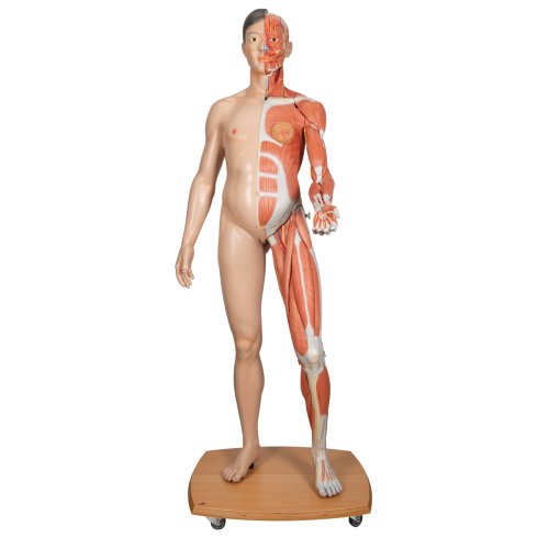 Muskelfigur, asiatisch, zweigeschlechtig, lebensgroß, 39-tlg - 3B Smart Anatomy