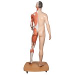 Muscle Figure, Dual Sex, Asian, Half Side with Muscles, 39 part - 3B Smart Anatomy
