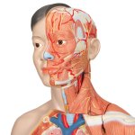 Muskelfigur, asiatisch, zweigeschlechtig, lebensgro&szlig;, 39-tlg - 3B Smart Anatomy