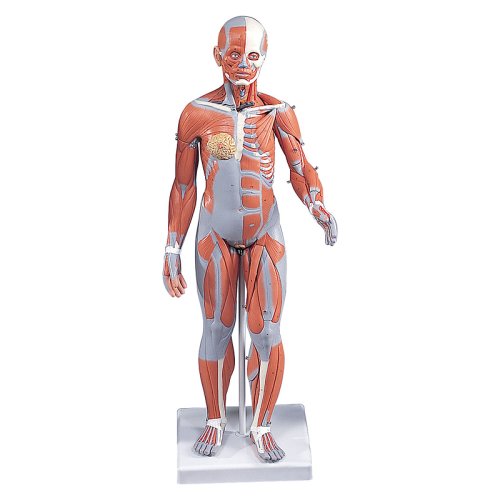 Muscle Figure, Female, without Internal Organs, 1/2 Life-Size, 21 part - 3B Smart Anatomy