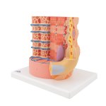 Muskelfaser-Modell 3B MICROanatomy, 10.000-fach vergr&ouml;&szlig;ert - 3B Smart Anatomy