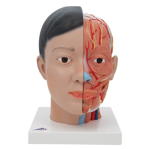 Kopf-Modell, asiatisch, mit Gehirn & Hals, 4-tlg - 3B Smart Anatomy