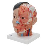 Kopf-Modell, asiatisch, mit Gehirn &amp; Hals, 4-tlg - 3B Smart Anatomy