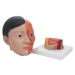 Kopf-Modell, asiatisch, mit Gehirn &amp; Hals, 4-tlg - 3B Smart Anatomy