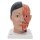 Head Model with Neck, Asian, 4 part - 3B Smart Anatomy