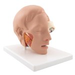Kopf-Modell mit Gehirn, 6-tlg - 3B Smart Anatomy