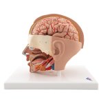 Head Model, 6 part - 3B Smart Anatomy