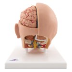 Head Model, 6 part - 3B Smart Anatomy