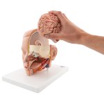 Kopf-Modell mit Gehirn, 6-tlg - 3B Smart Anatomy