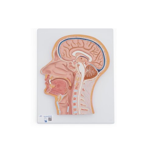 Medianschnitt des Kopfes - 3B Smart Anatomy