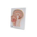 Medianschnitt des Kopfes - 3B Smart Anatomy
