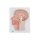 Medianschnitt des Kopfes - 3B Smart Anatomy