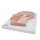 Medianschnitt des Kopfes - 3B Smart Anatomy