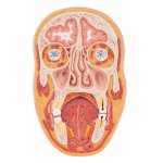 Median- &amp; Frontalschnitt des Kopfes - 3B Smart Anatomy