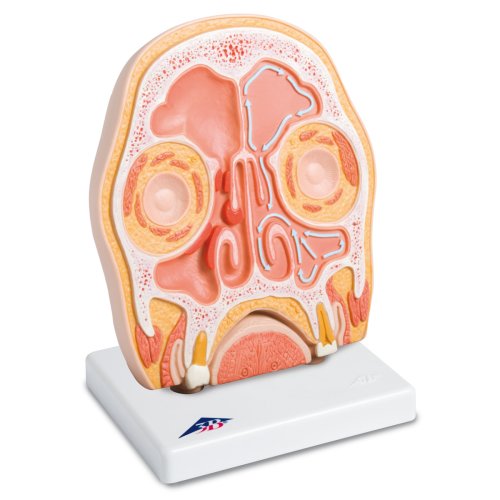 Head Model, Frontal Section (paranasal sinuses) - 3B Smart Anatomy