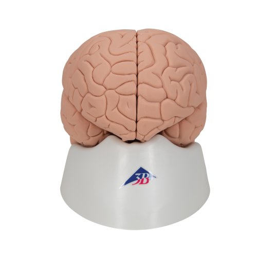 Gehirn-Modell für Einsteiger, 2-tlg - 3B Smart Anatomy