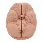 Introductory Brain Model, 2 part - 3B Smart Anatomy
