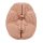 Introductory Brain Model, 2 part - 3B Smart Anatomy