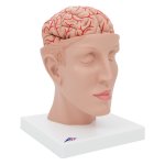 Gehirn-Modell mit Arterien auf Kopfbasis, 8-tlg - 3B Smart Anatomy