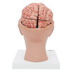 Gehirn-Modell mit Arterien auf Kopfbasis, 8-tlg - 3B Smart Anatomy