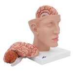 Brain Model with Arteries on Base of Head, 8 part - 3B Smart Anatomy