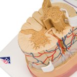 Rückenmark-Modell mit Nervenenden - 3B Smart Anatomy