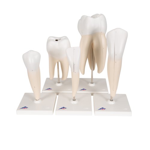 Tooth Models Set, 5 Models  - 3B Smart Anatomy