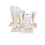 Serie mit 5 Zahn-Modelle - 3B Smart Anatomy